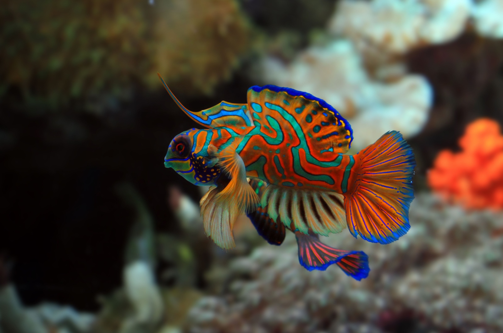 mandarinfish