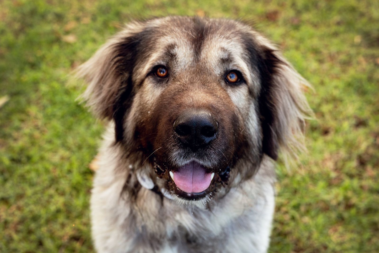 mastiff shepherd mix