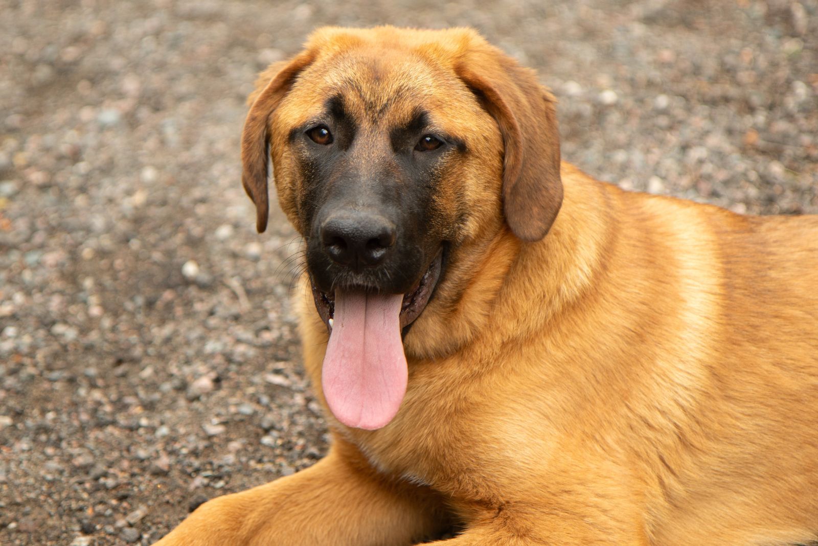 mastiff shepherd puppy mix