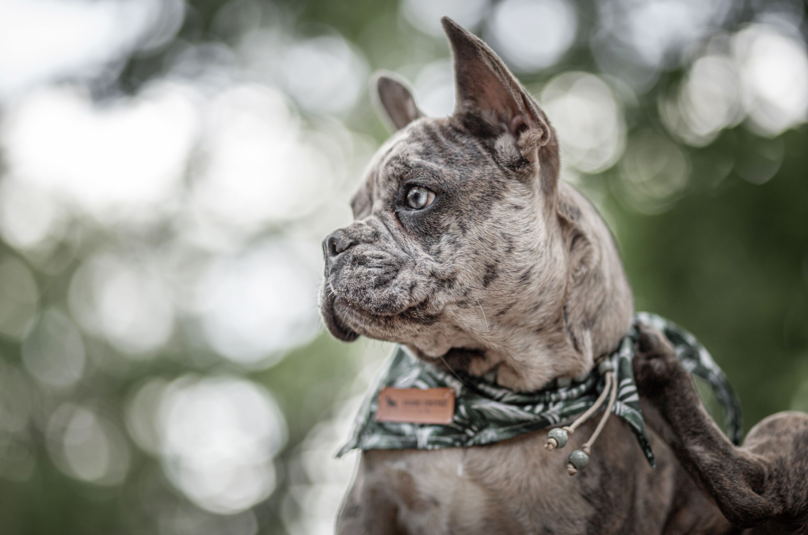 merle french bulldog