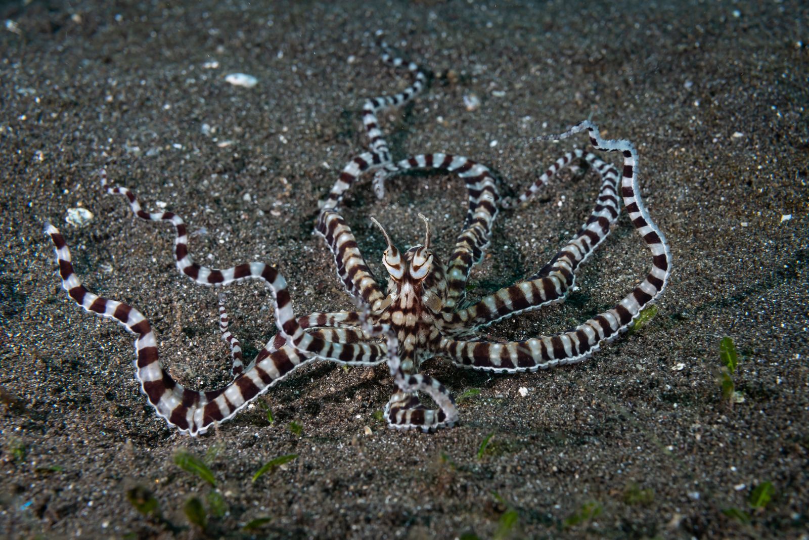 mimic octopus