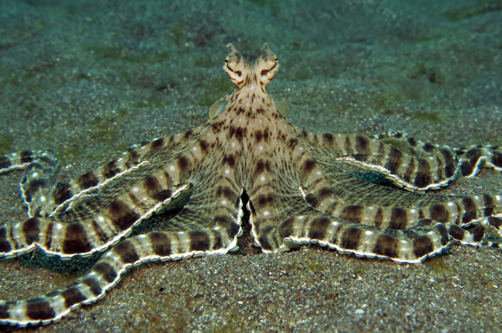 mimic octopus