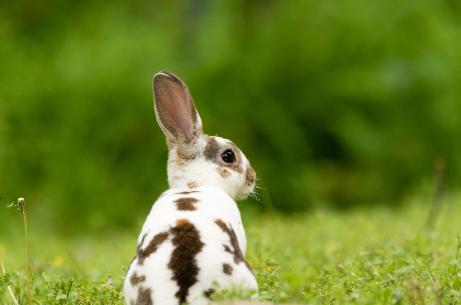 mini rex rabbit