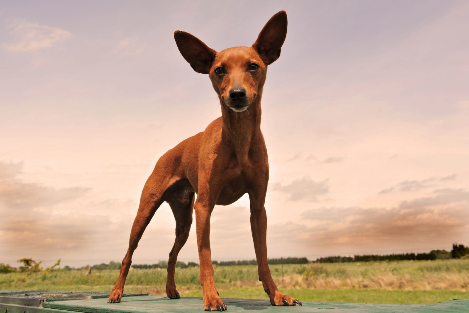 miniature pinscher