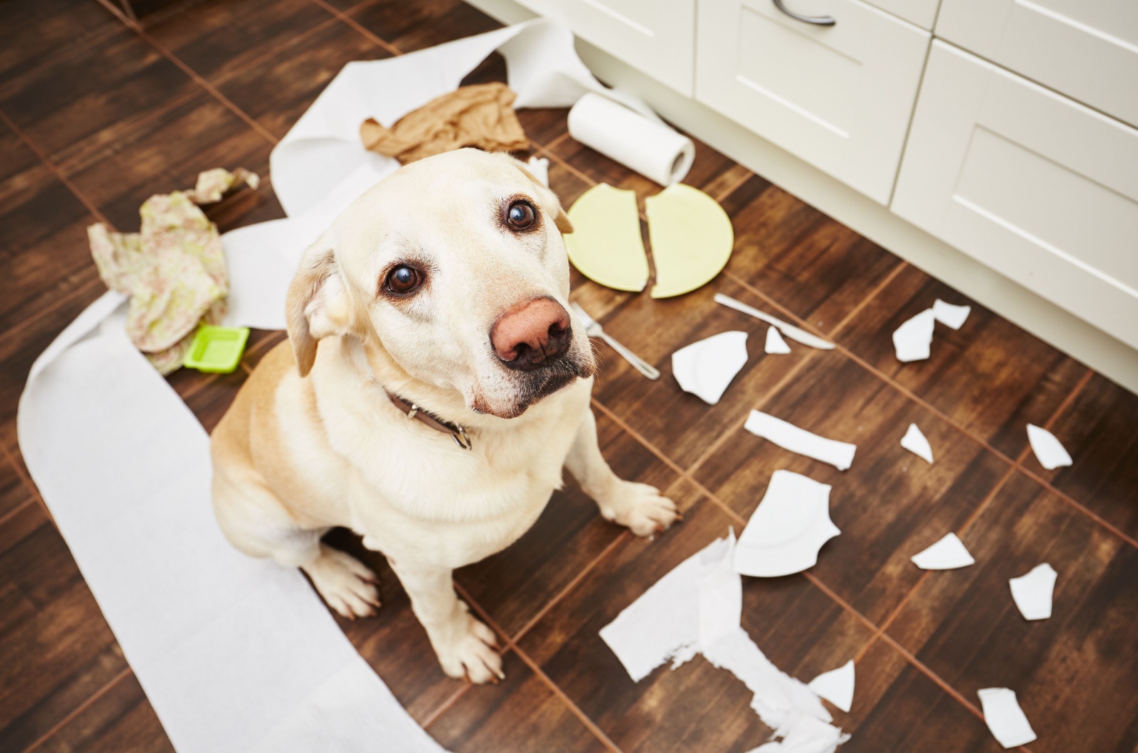 mischievous labrador retriever