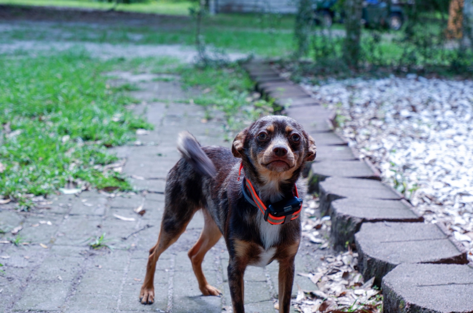 mix dane chihuahua