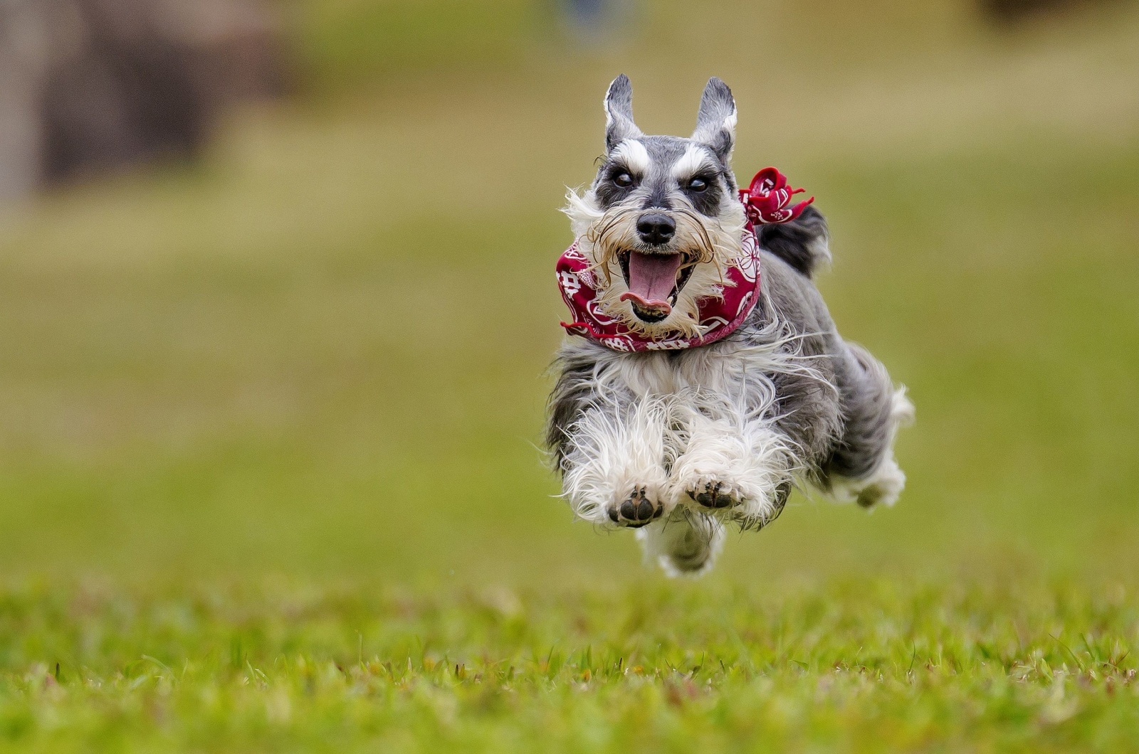 miniature schnauzer