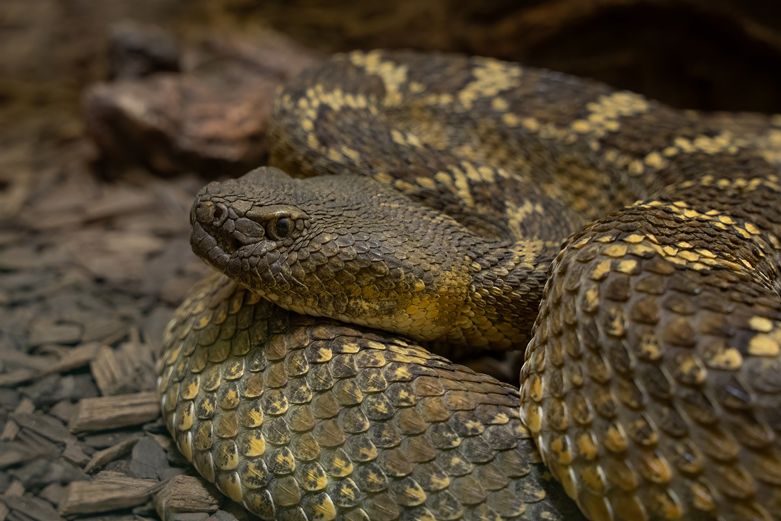 mojave snake