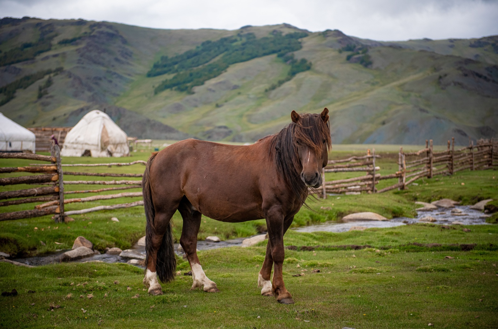 mongolian horse