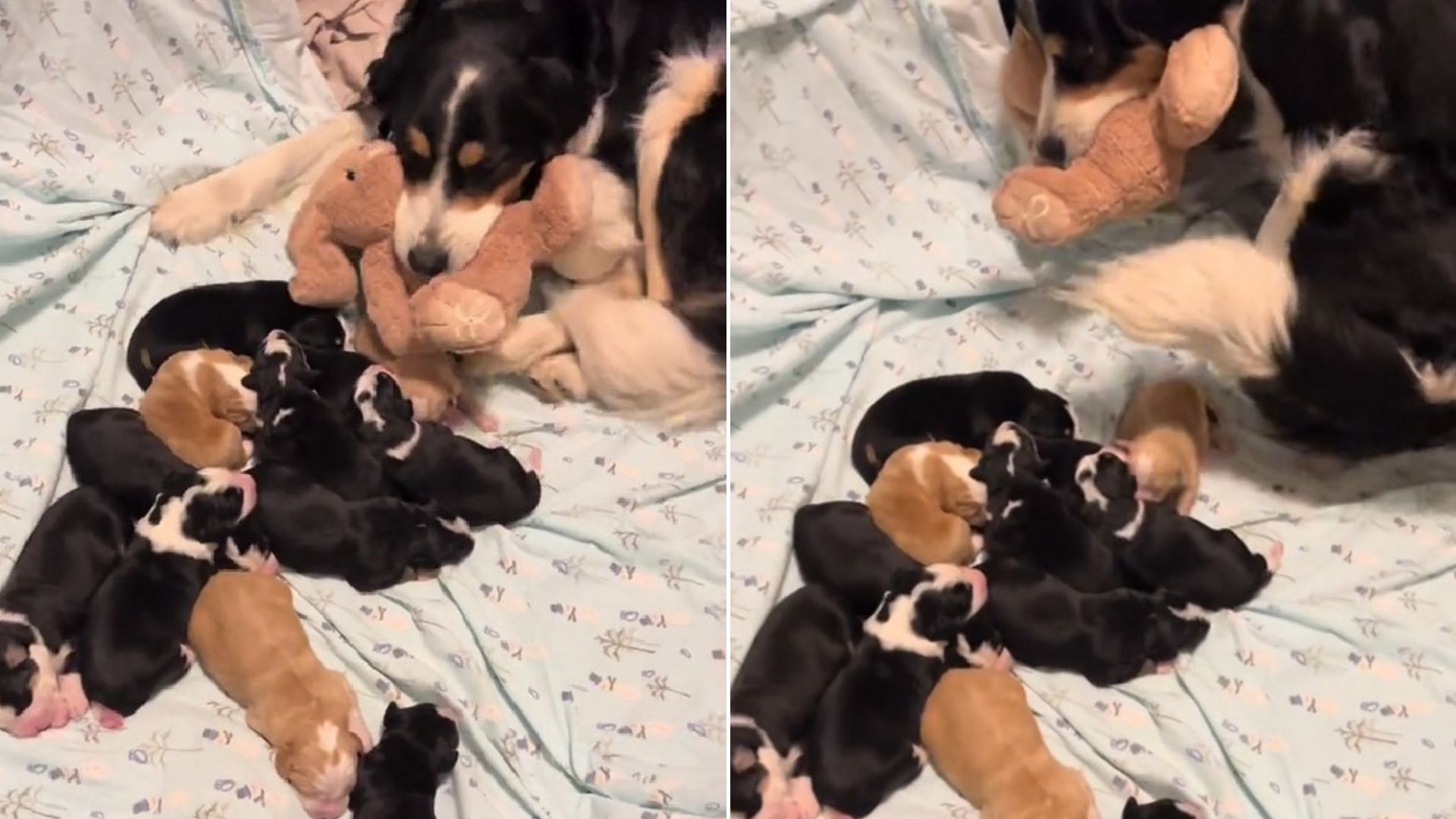 mother dog and puppies