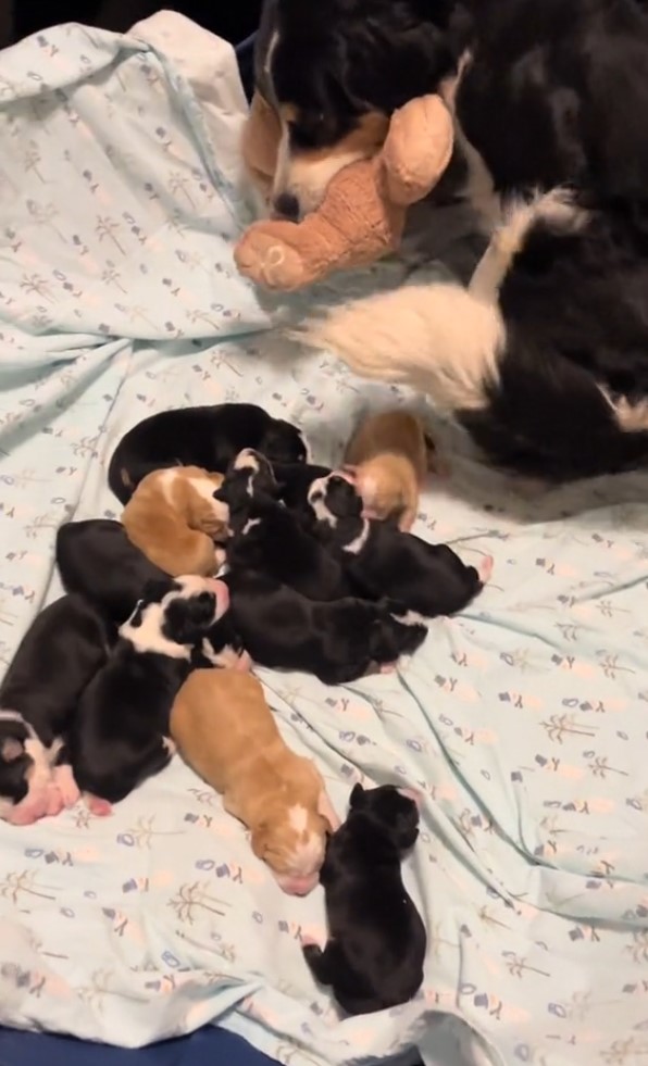 mother dog with toy and puppies