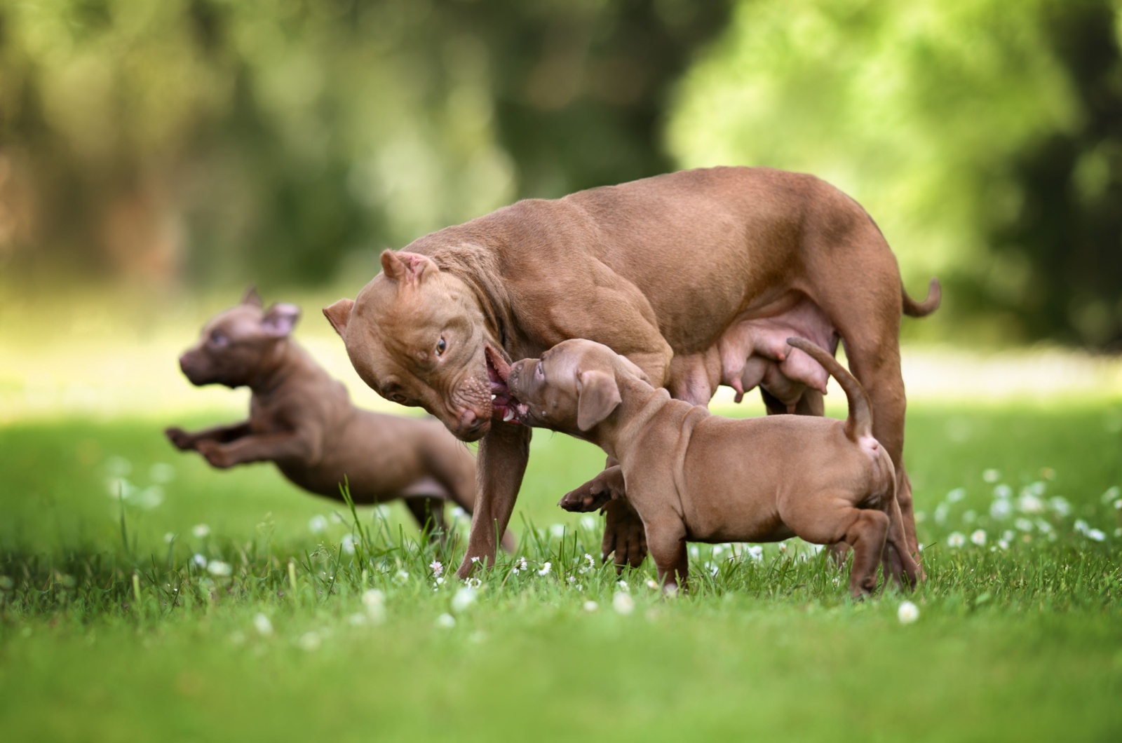 mother pit bull and puppies