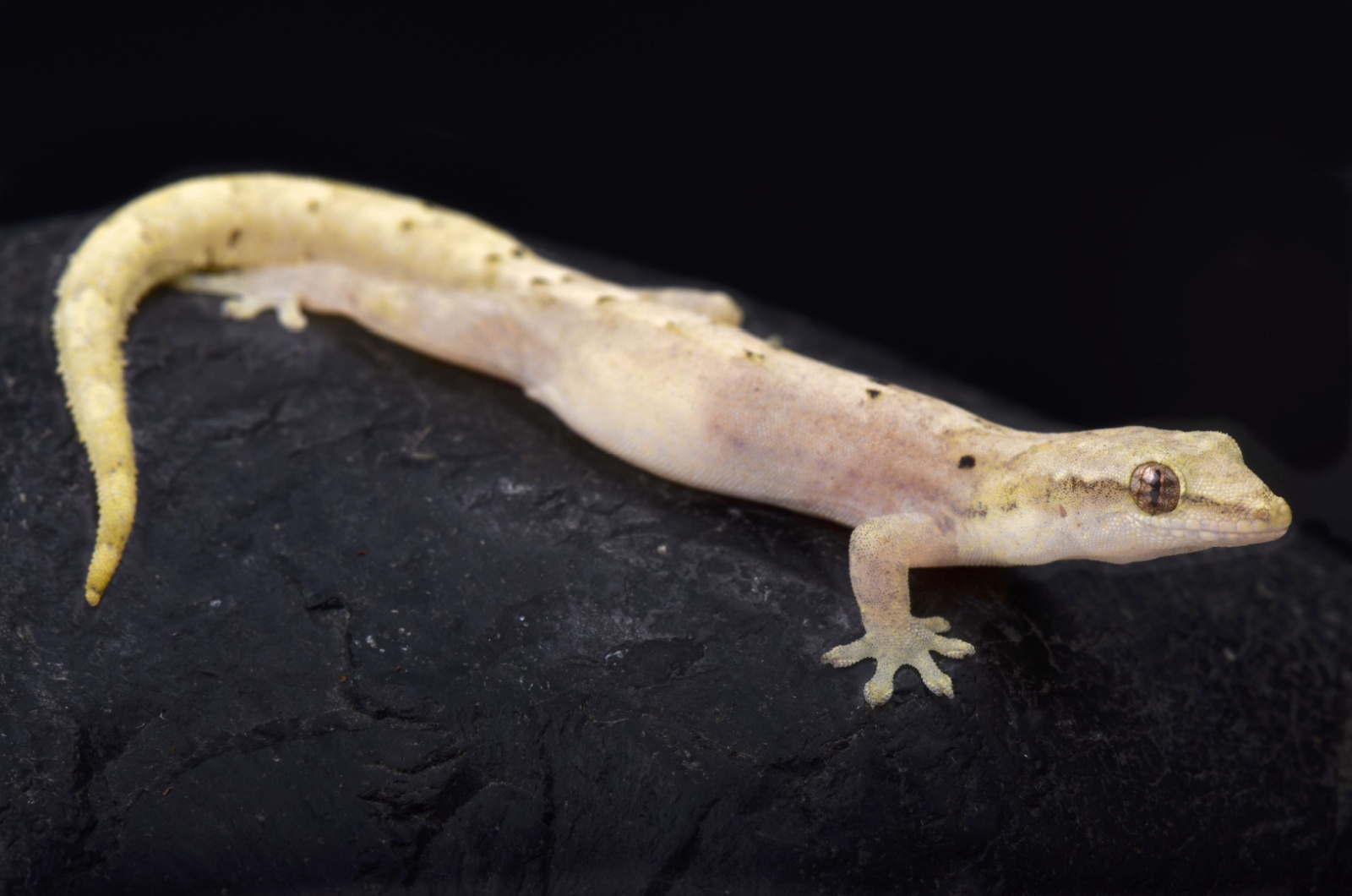 mourning gecko