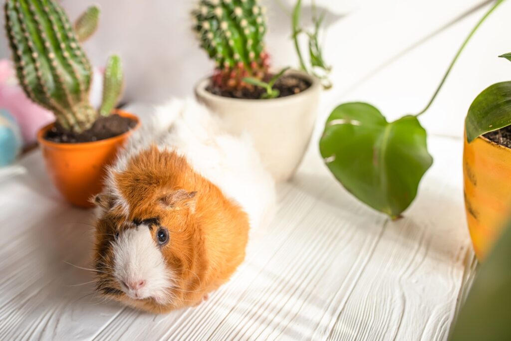 mouse next to a flower pot