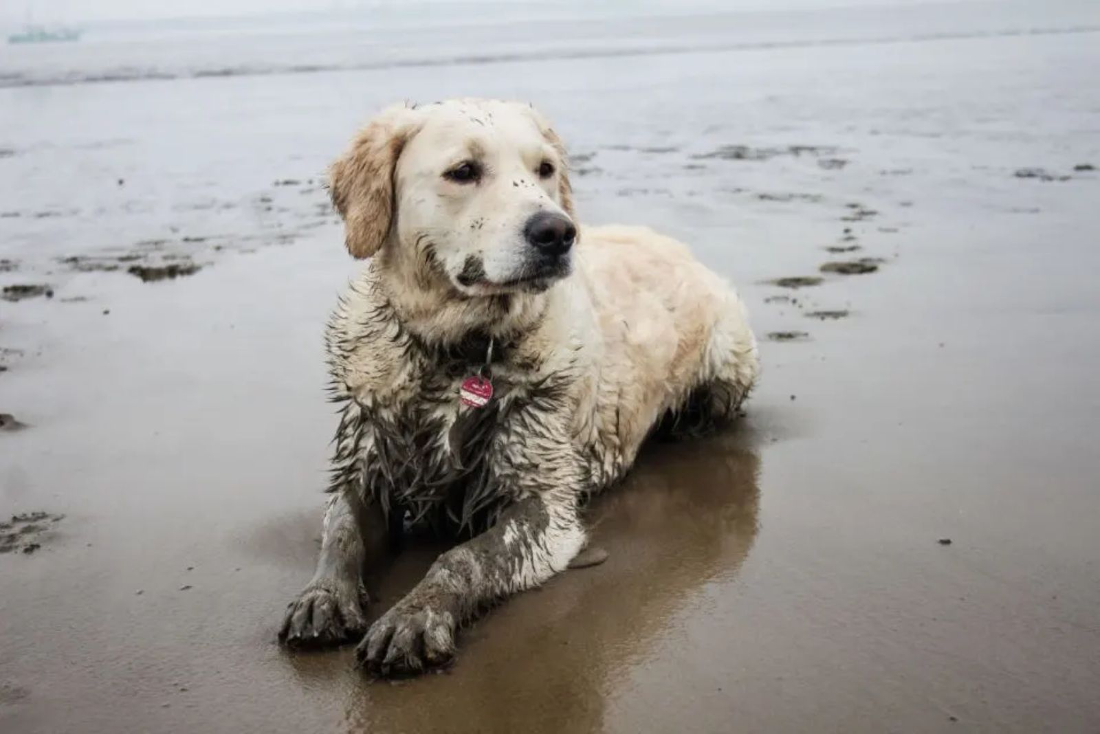 muddy golden retriever