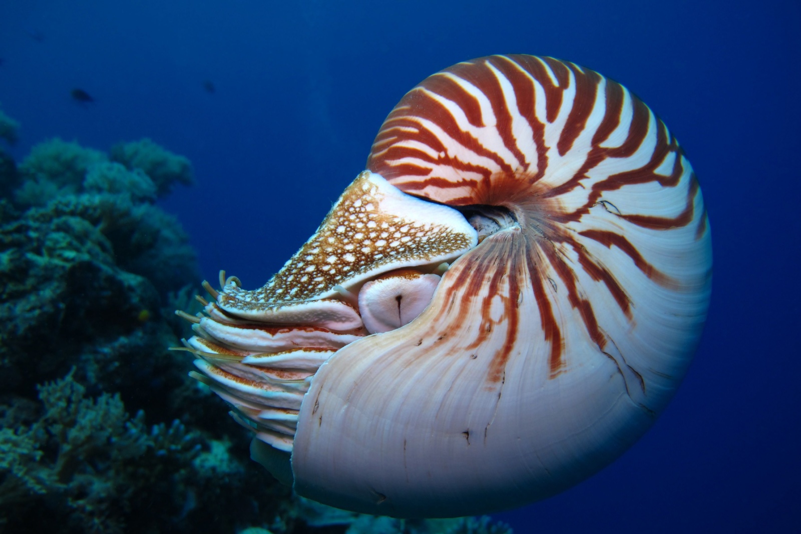 nautilus