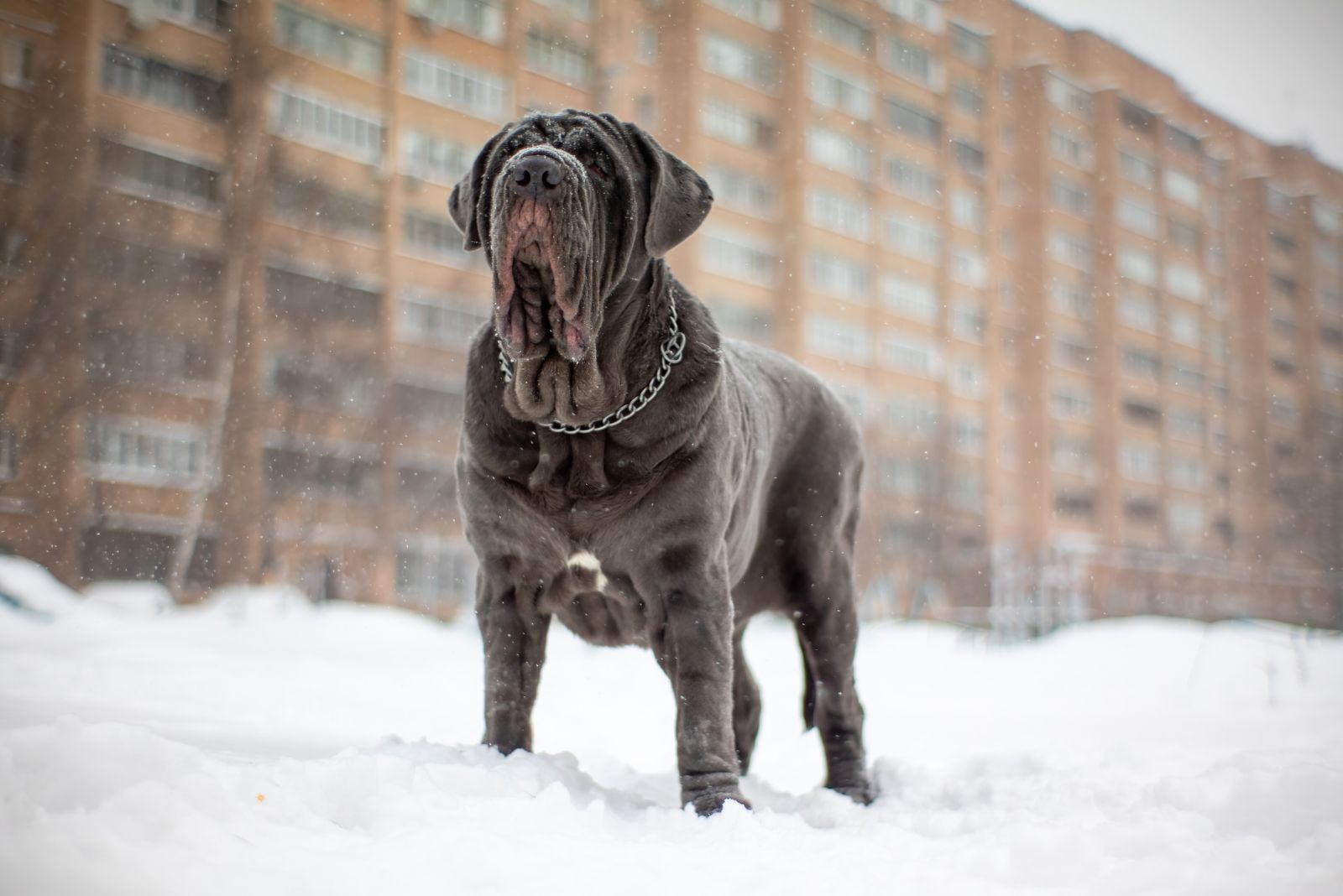 neapolitan mastiff