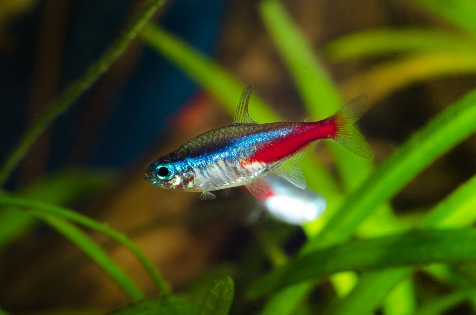 neon tetras