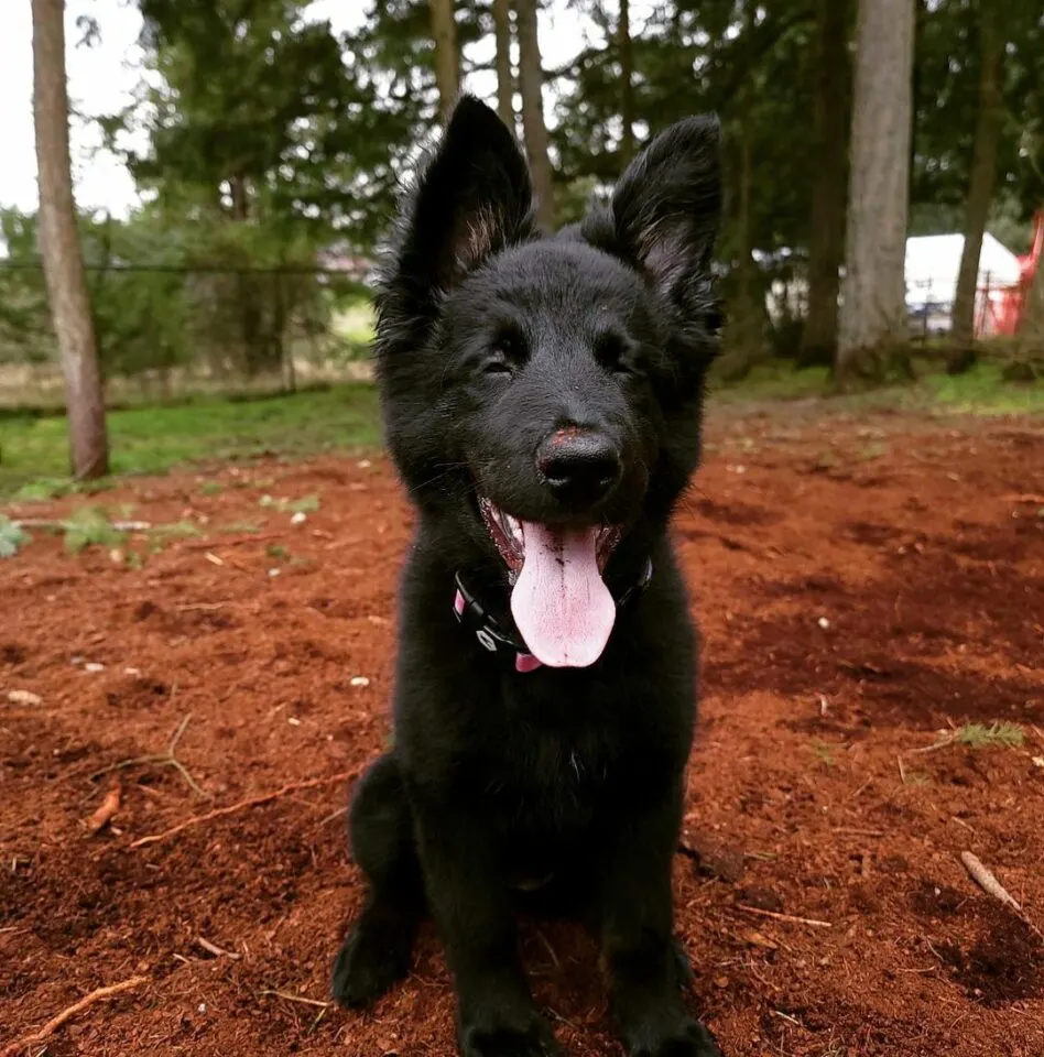 newfie shepherd mix