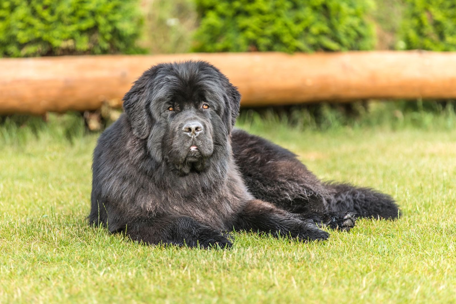 newfoundland doggo