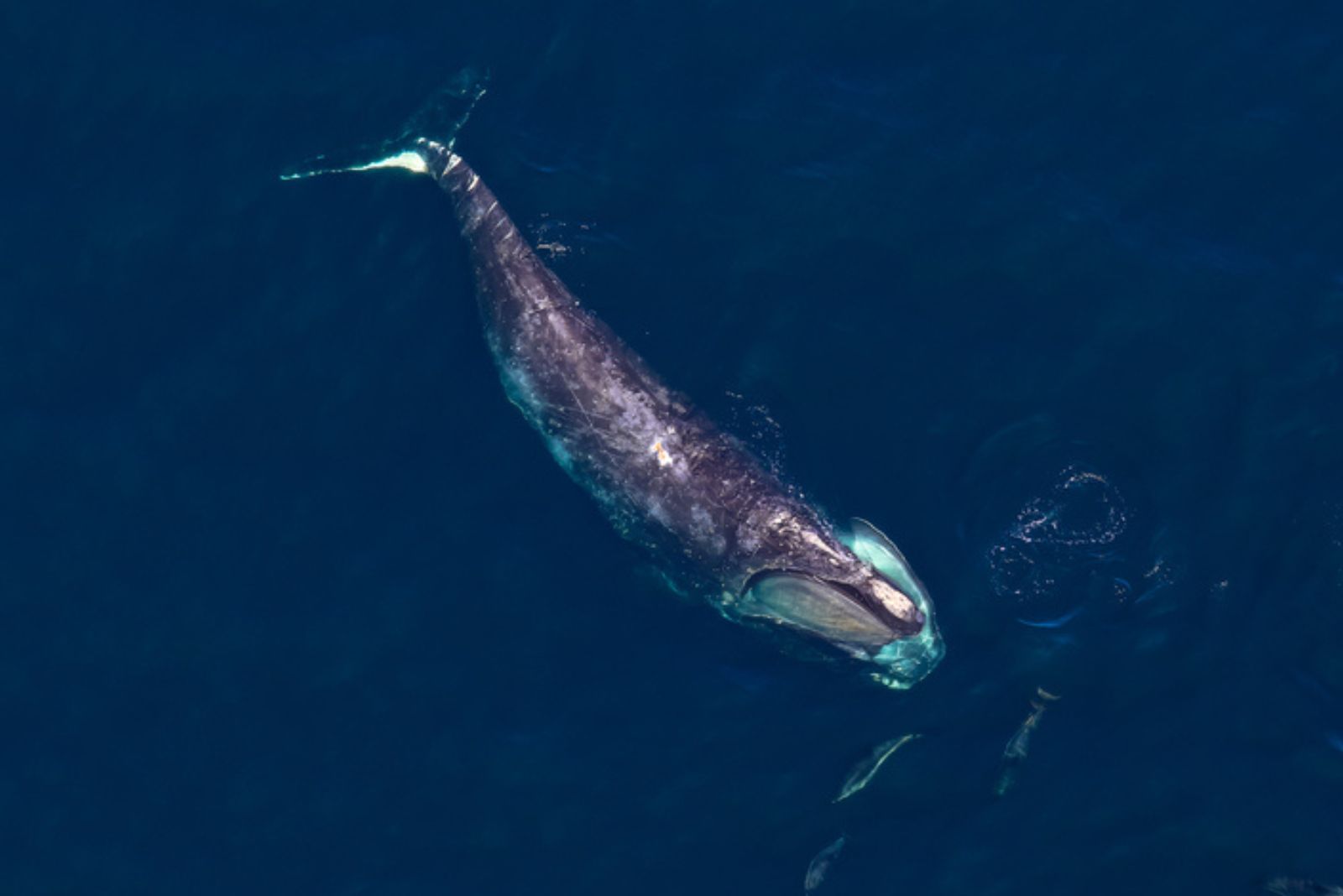 north atlantic right whale