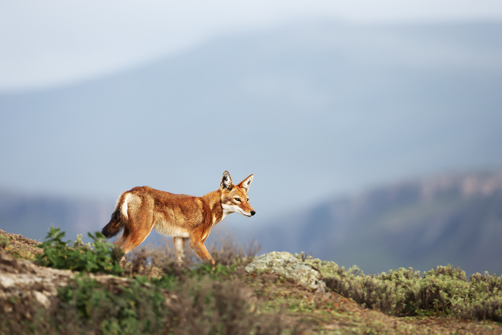 north carolina red wolf