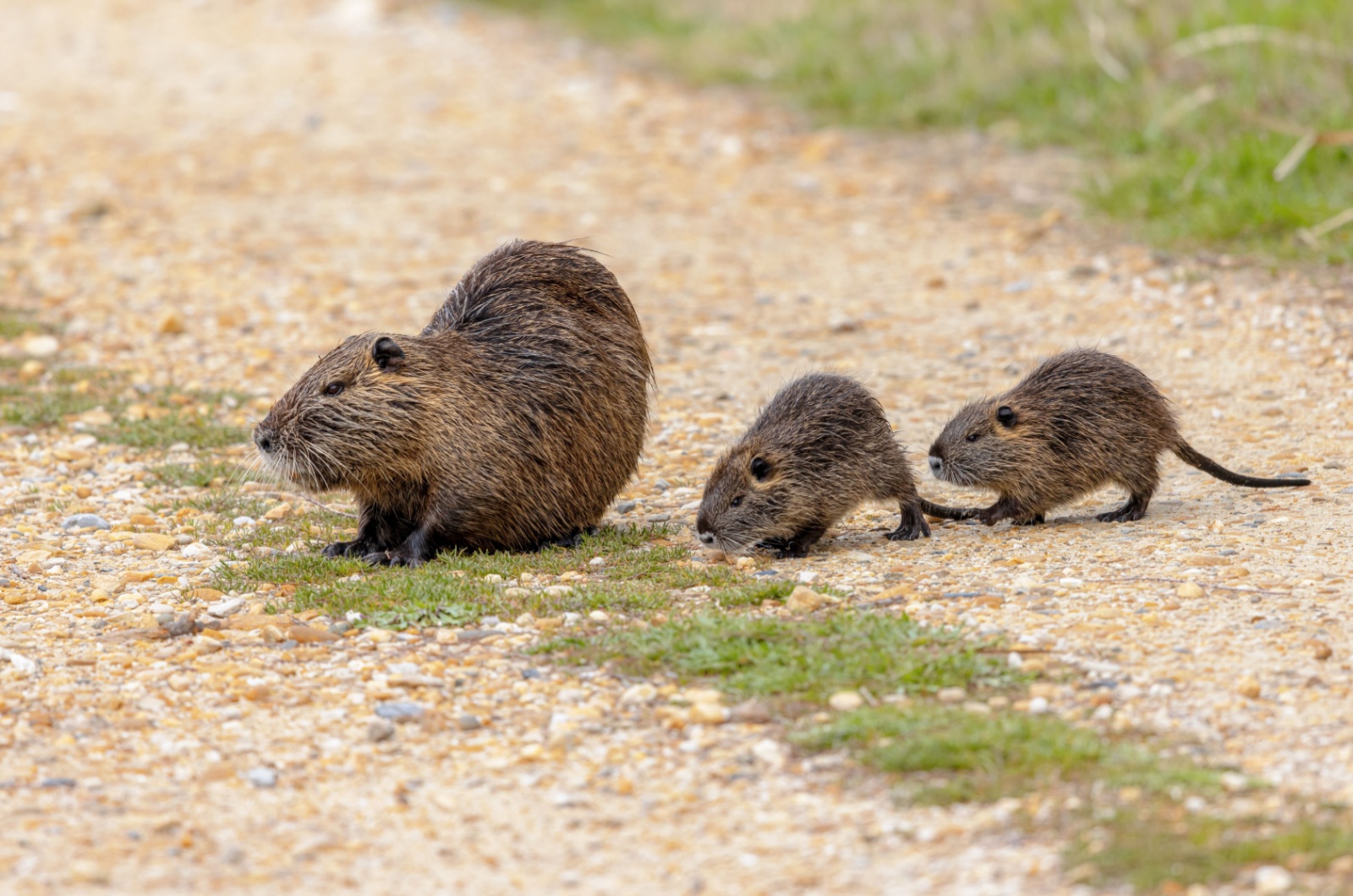 nutria