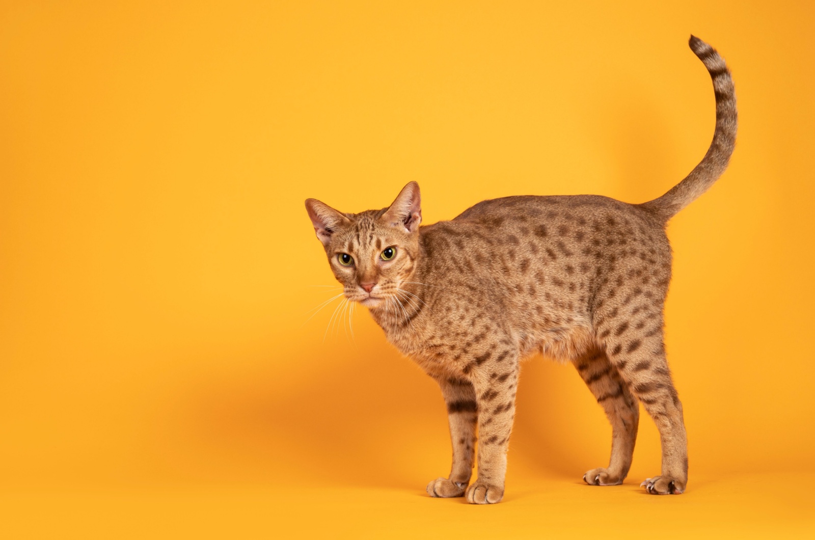 ocicat