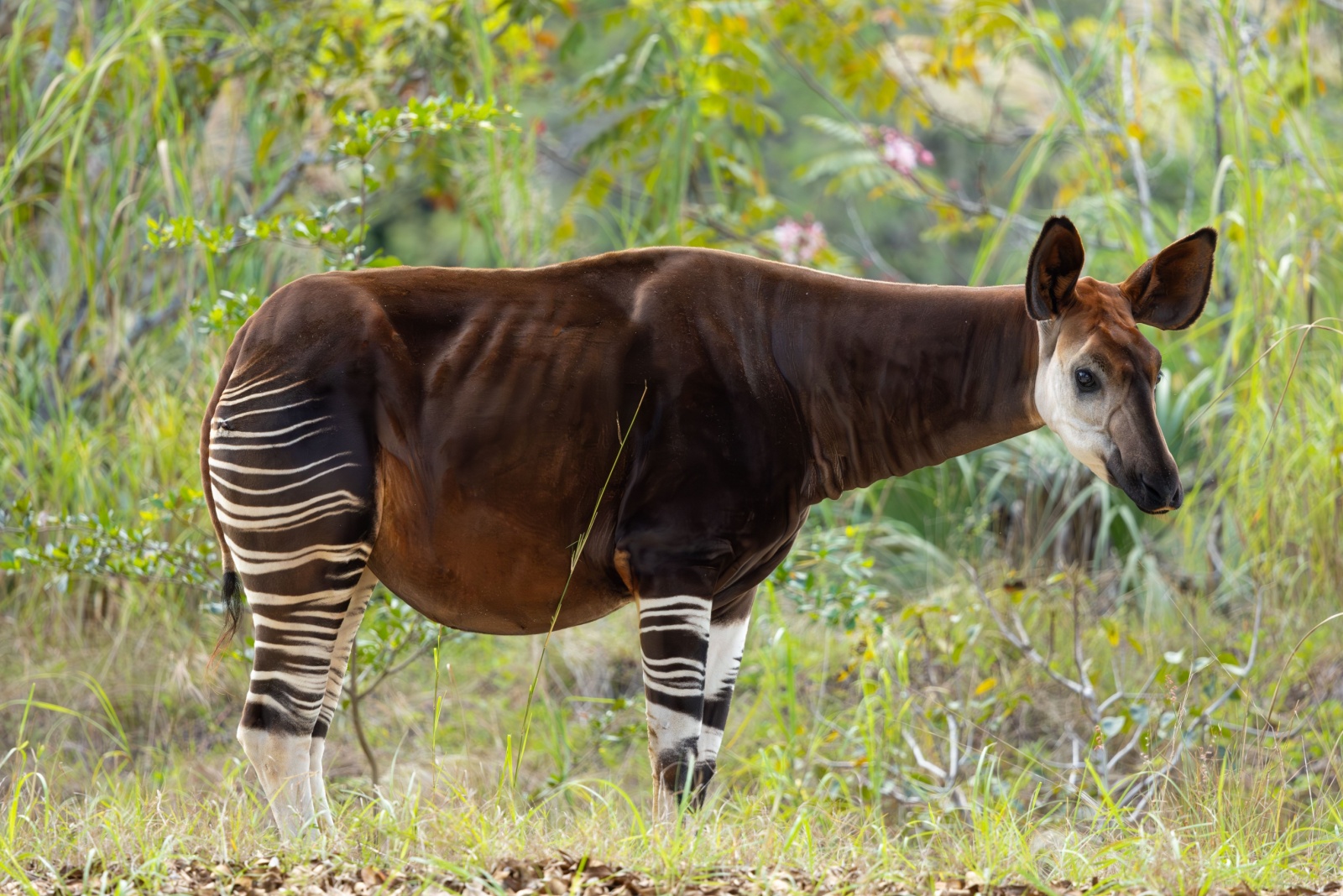 okapi