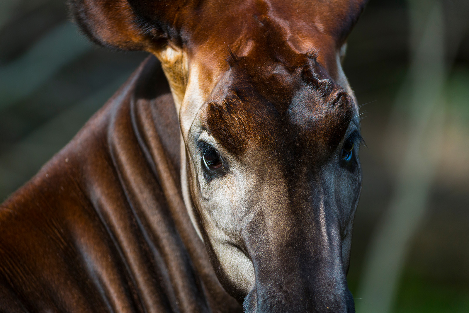 okapi eyes