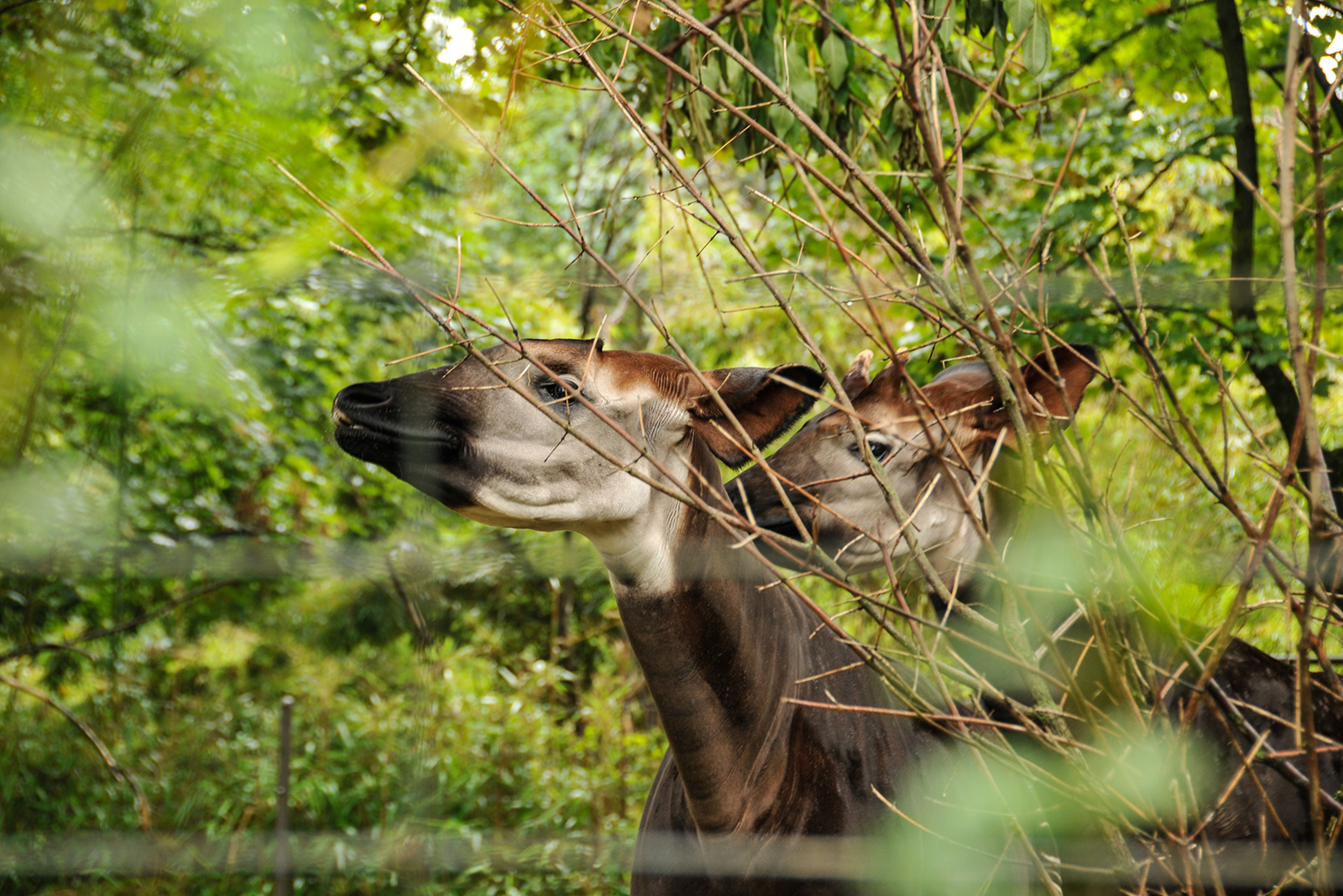 okapi in forest