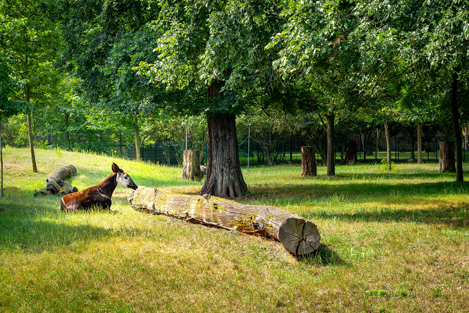 okapi in meadow