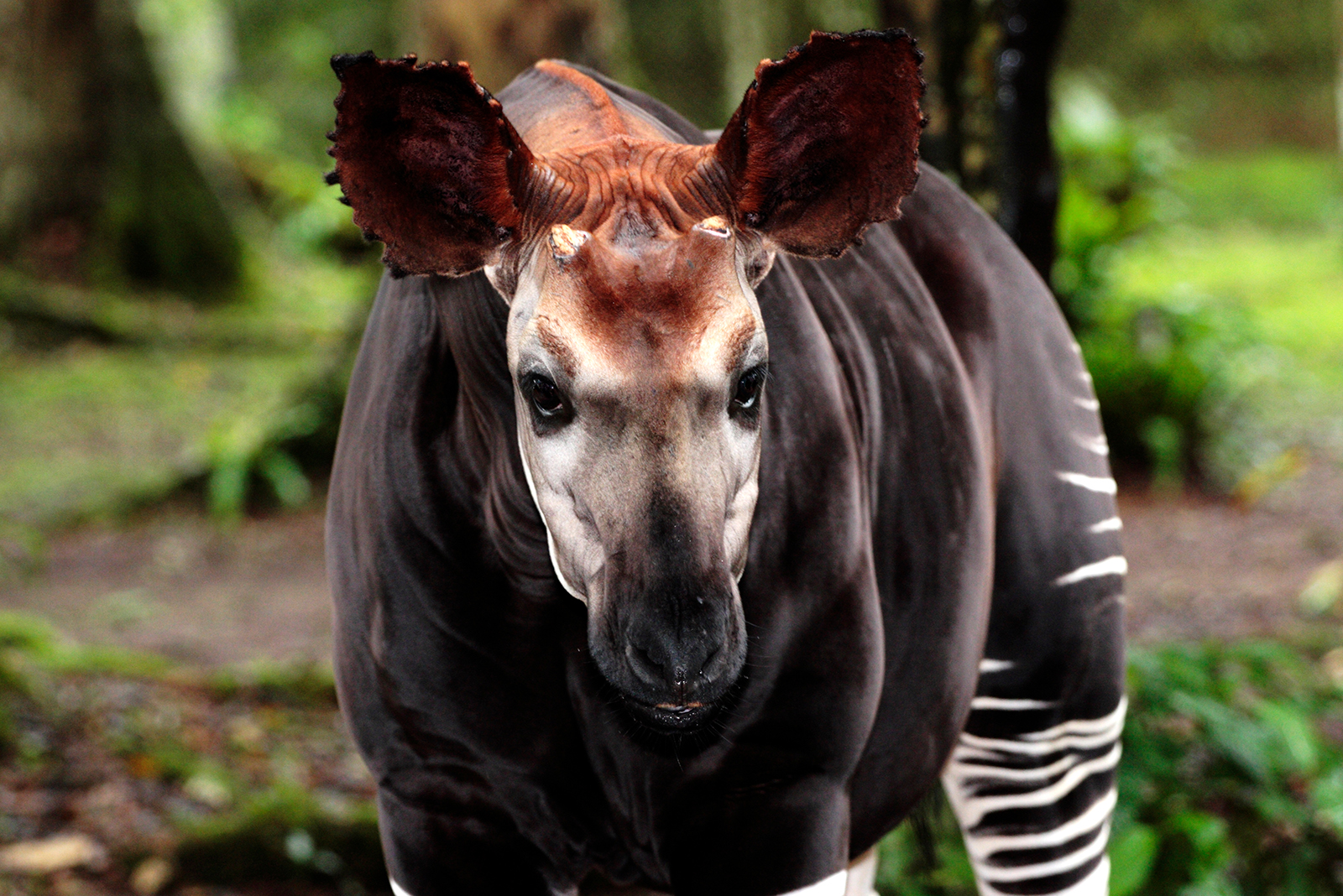 okapi portrait