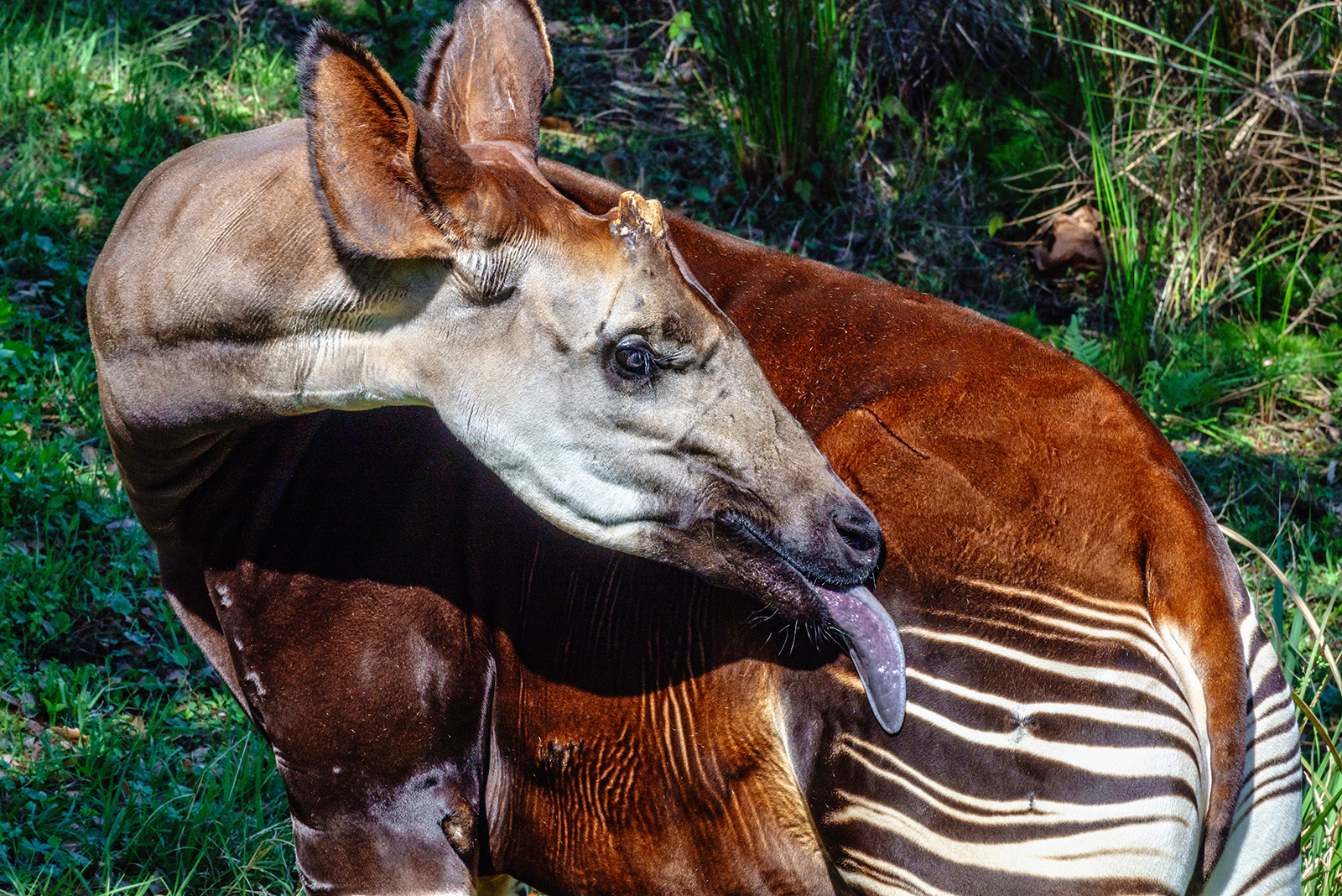 okapi standing