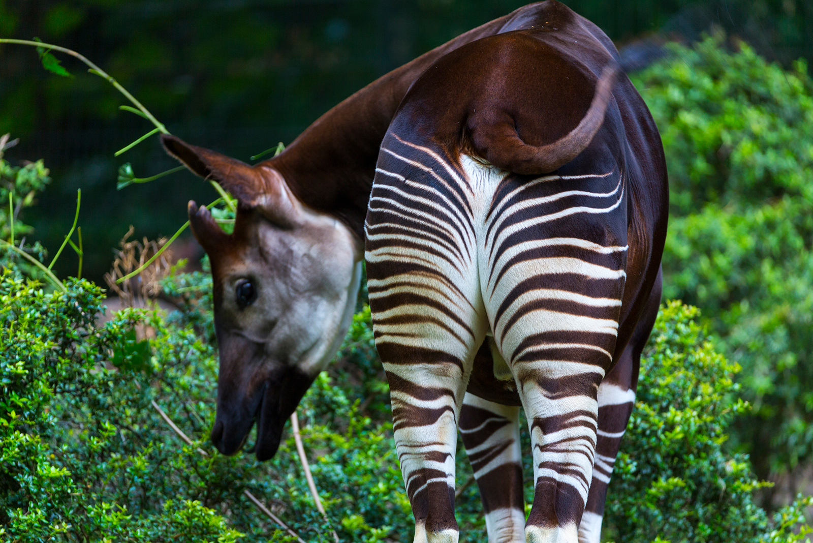 okapi stripes