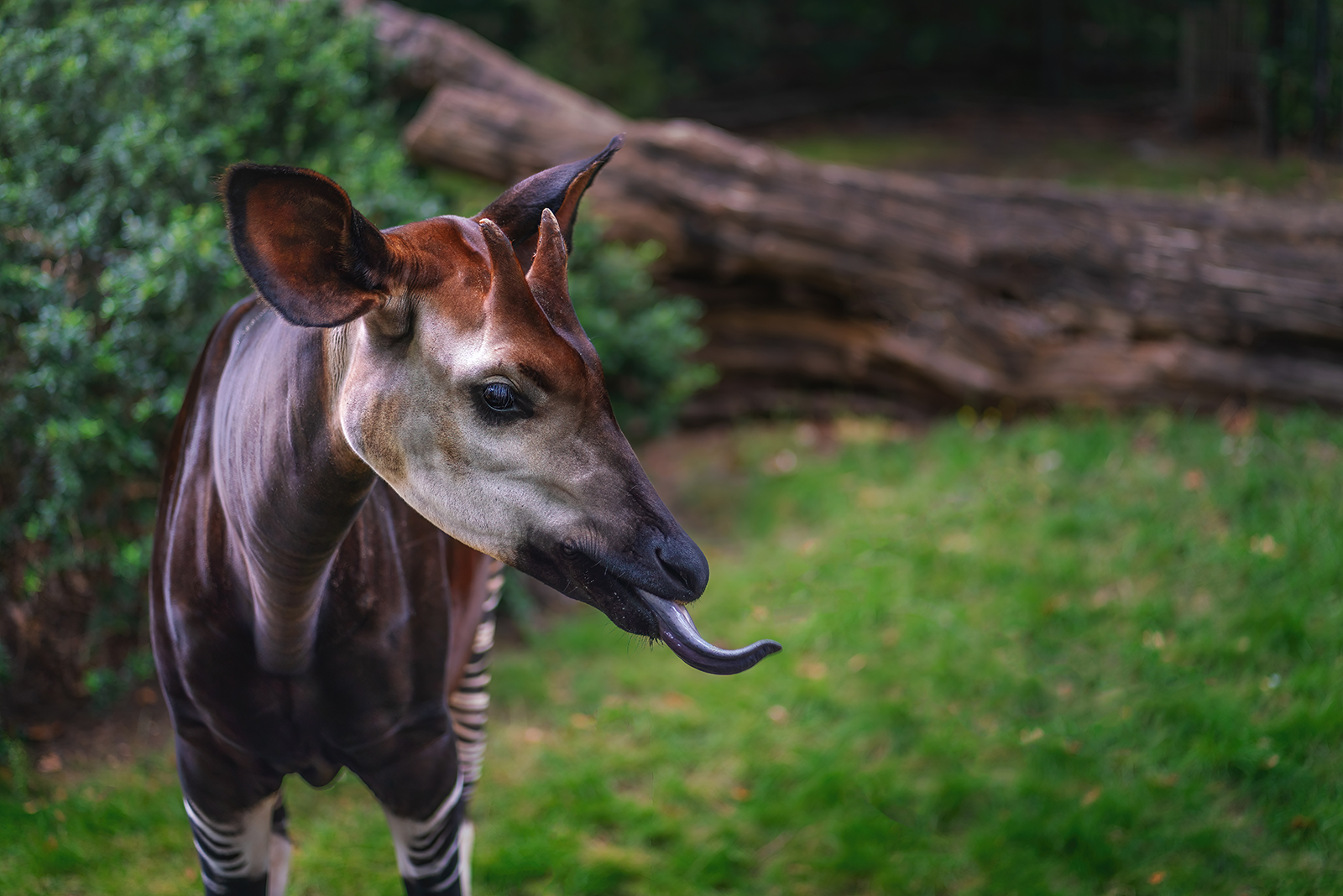 okapi tongue