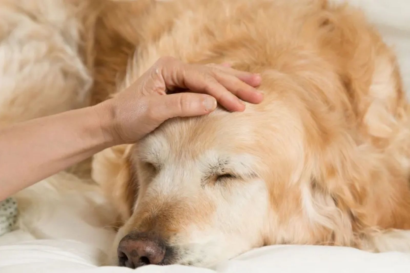 old golden retriever