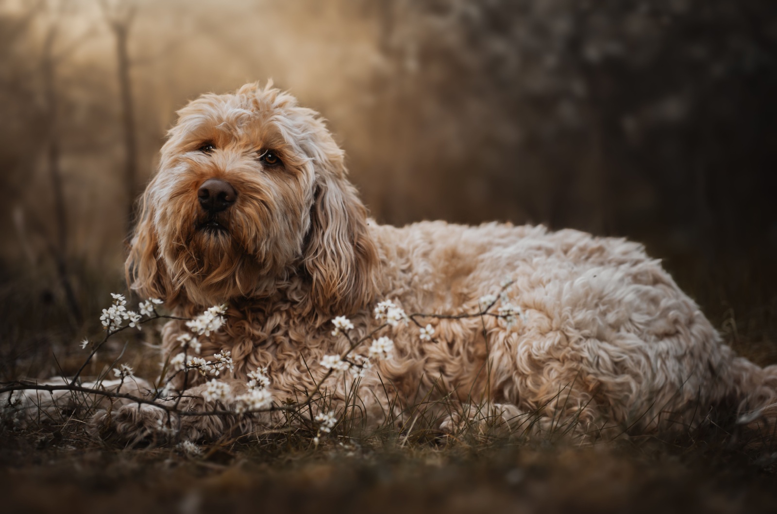 otterhound