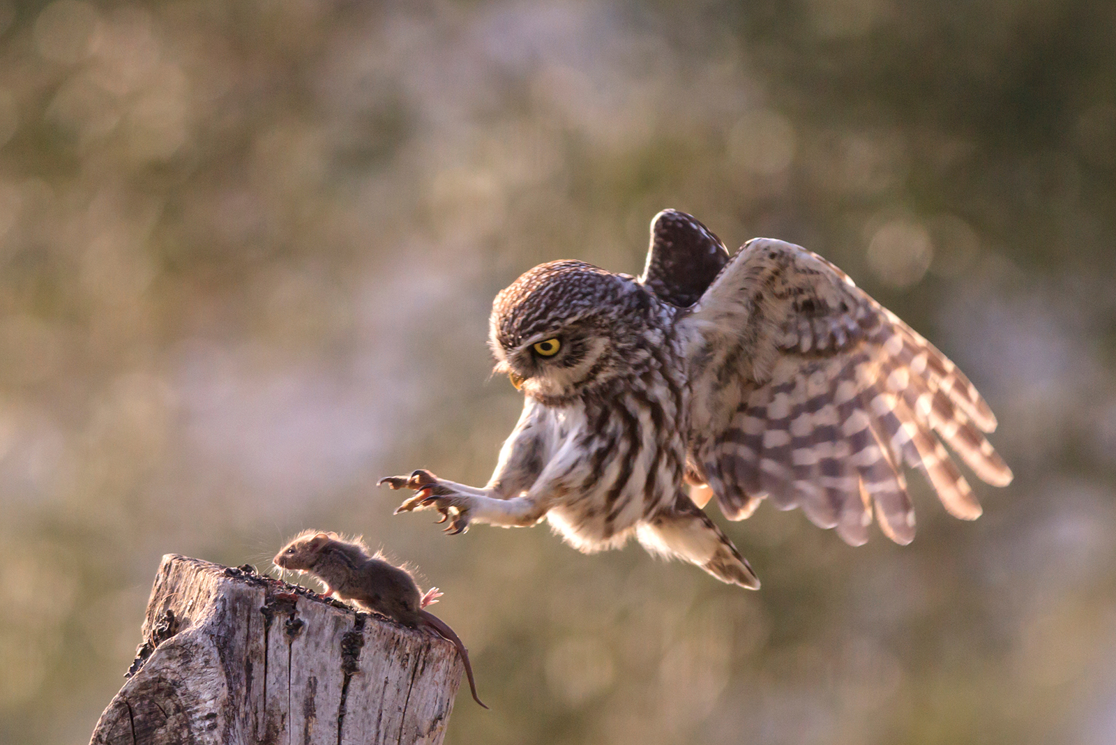 owl hunting food