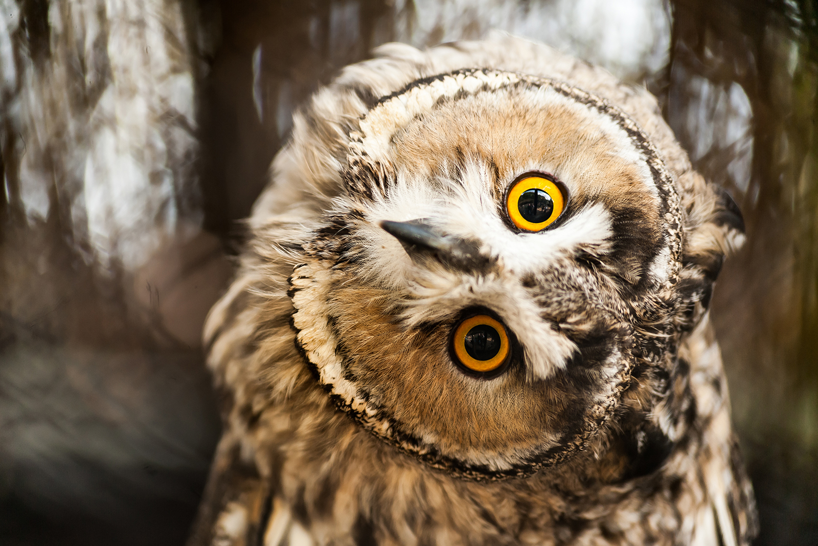 owl rotating head