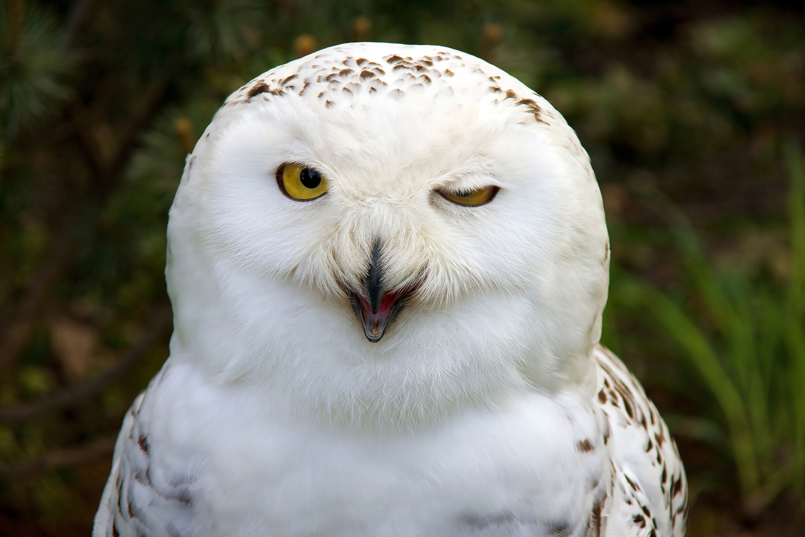 owl wink