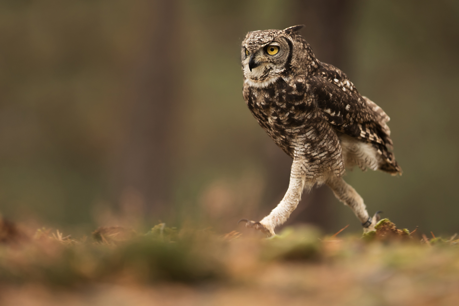 owl with long legs