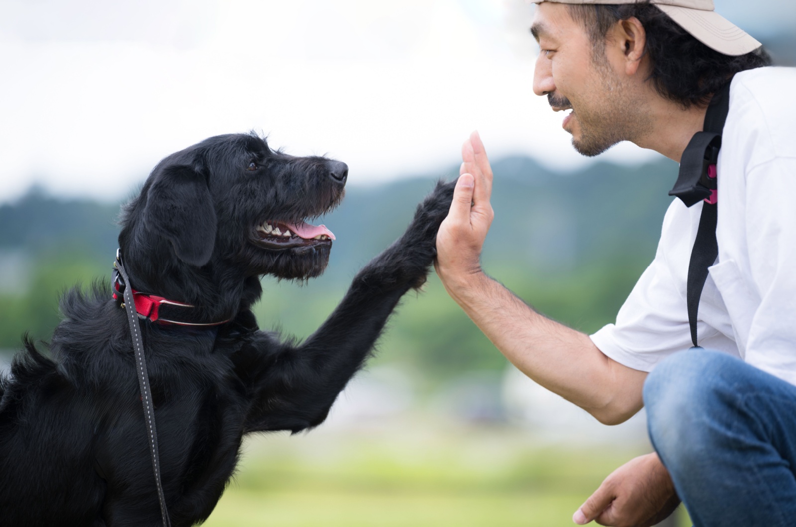 owner and dog eye contact