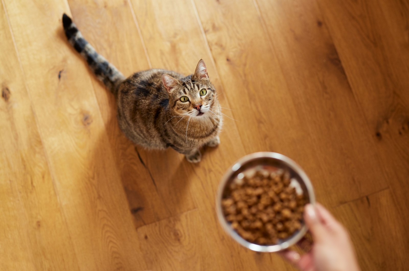 owner giving a food to a cat