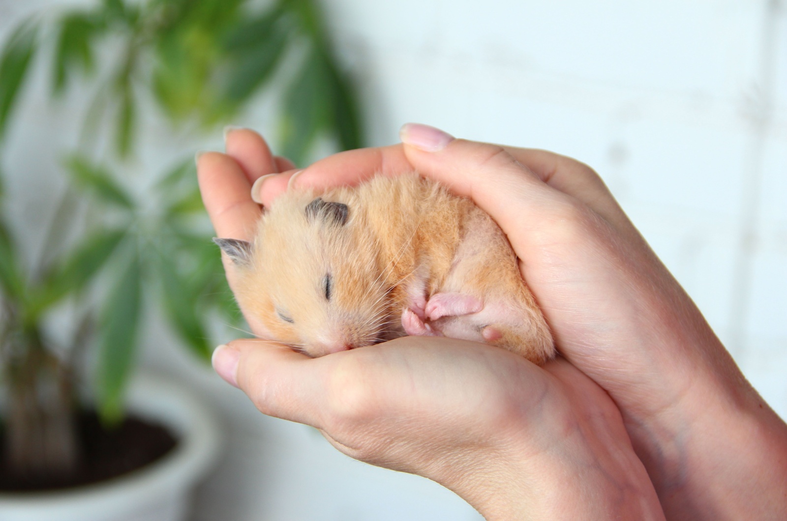 owner holding a hamster