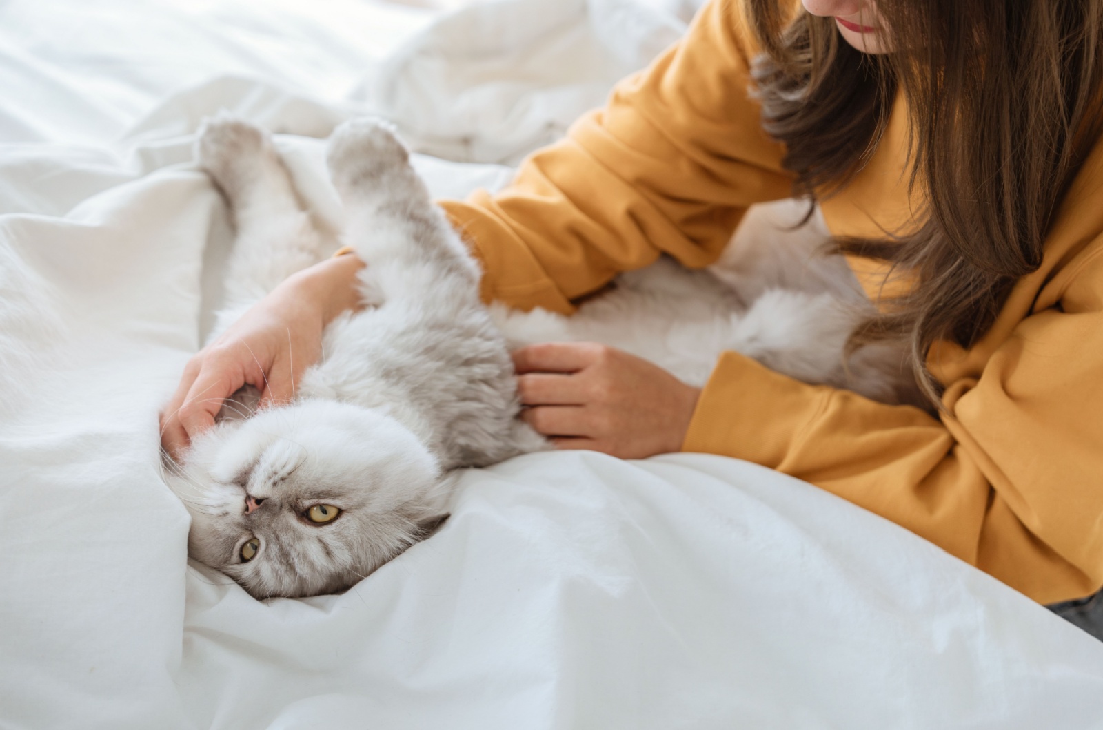 owner petting a cat