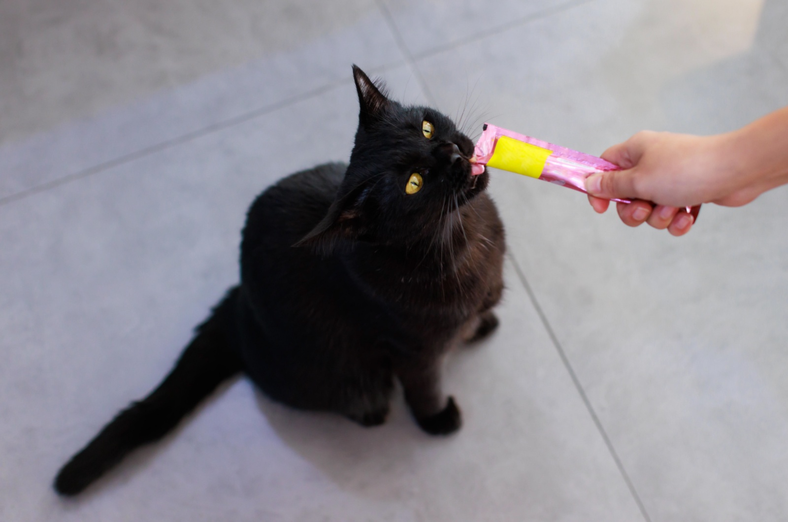 owner rewarding a cat