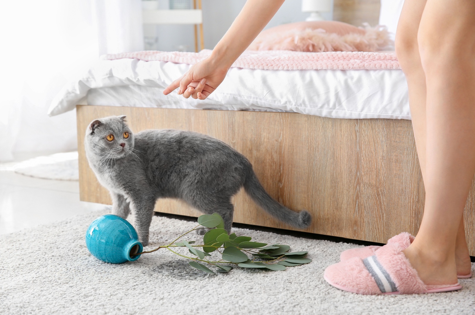 owner scolding a cat