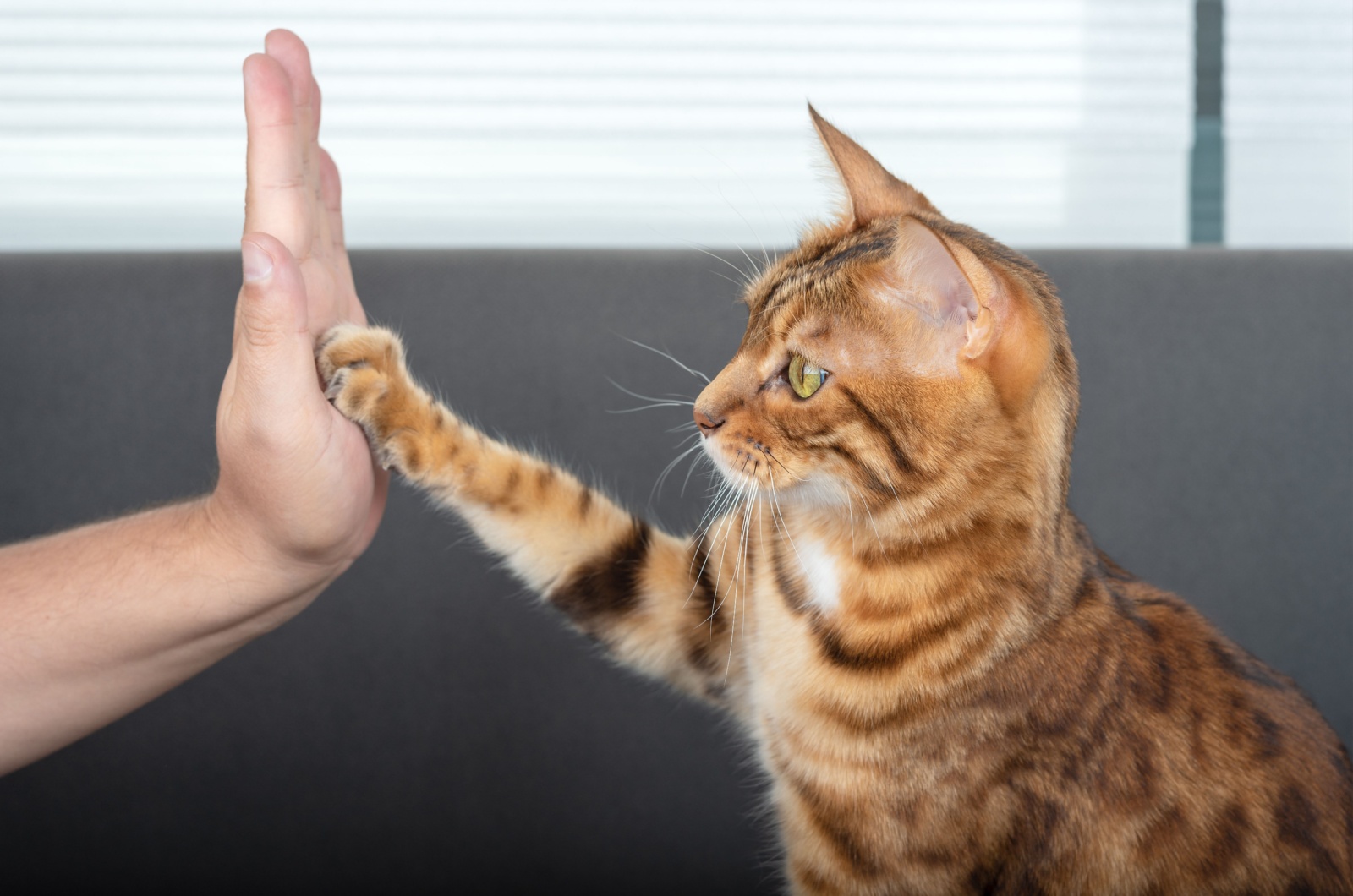 owner training a cat