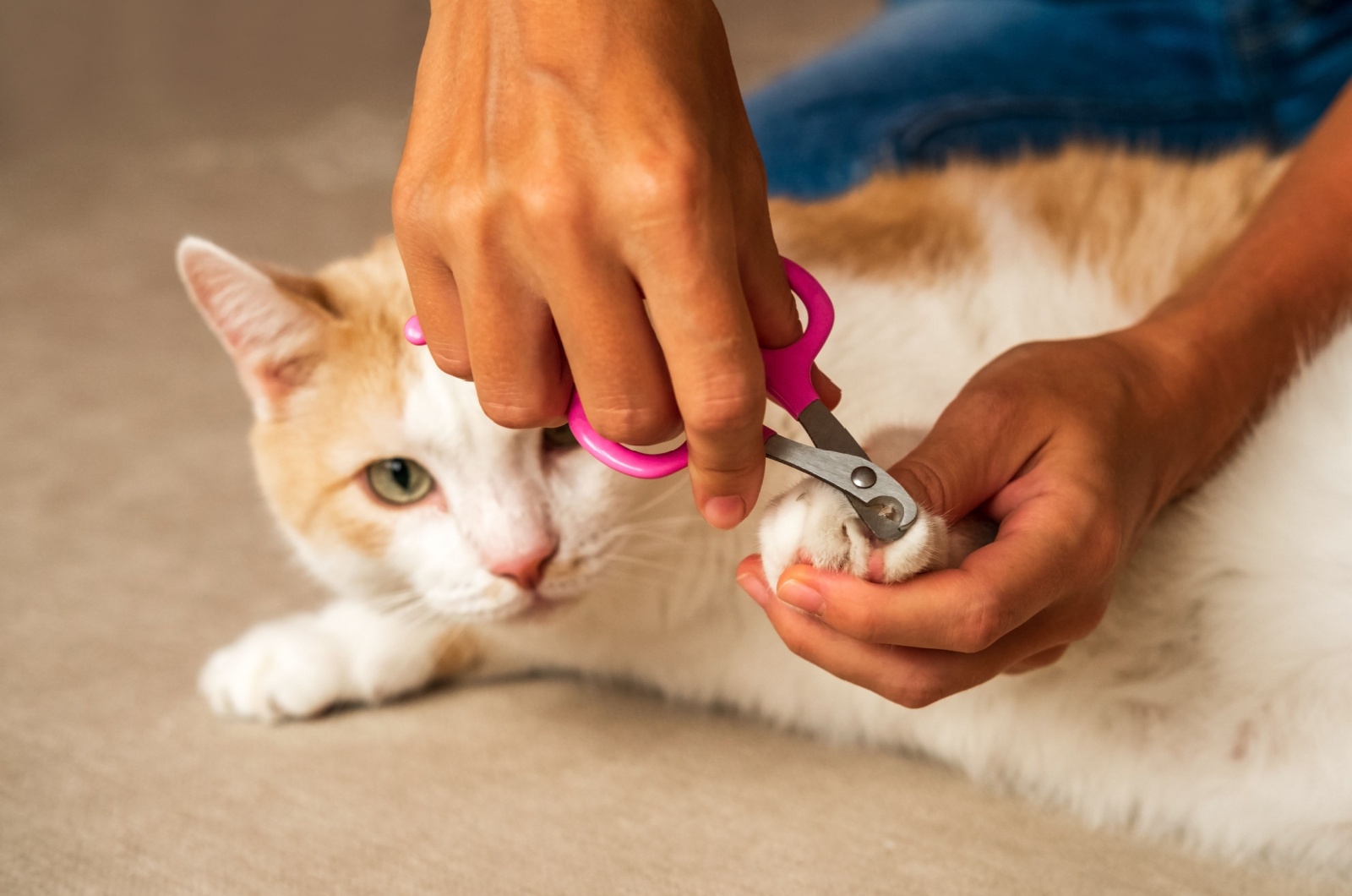 owner trimming cat